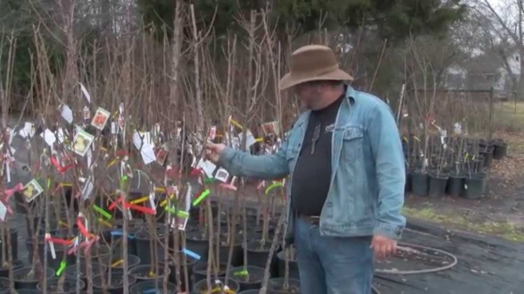 The Best Tree Nursery in Lindale