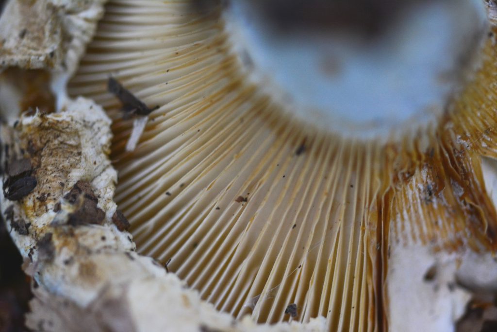 The Science Behind Mushroom Spores: A Closer Look