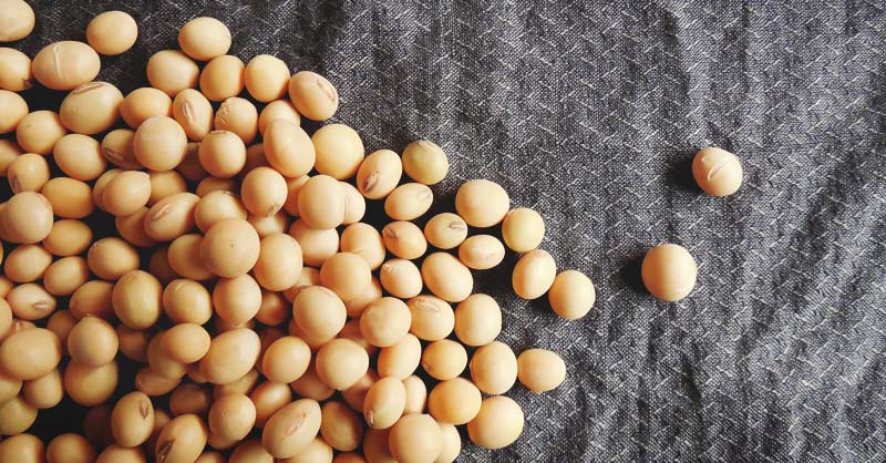 Growing soybeans at home – A basic guide